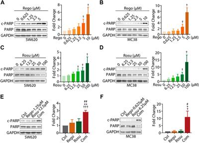 Synergistic antitumor activity of regorafenib and rosuvastatin in colorectal cancer